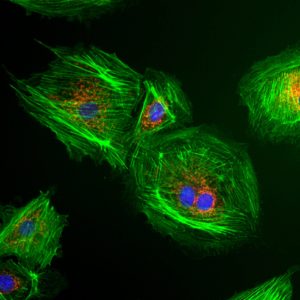 Bovine pulmonary epithelial cells. (CoolLED pE-800)