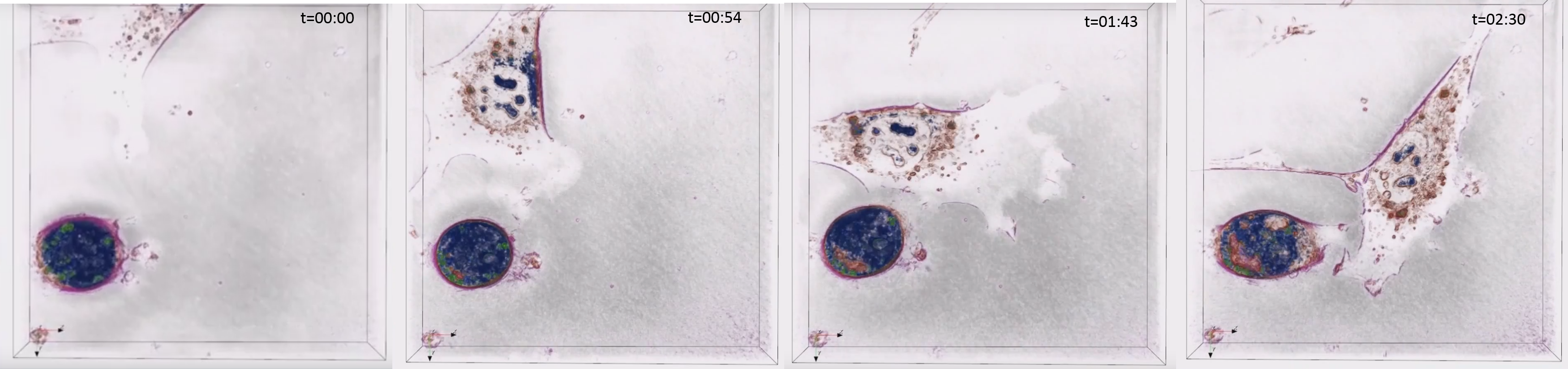Cell Migration