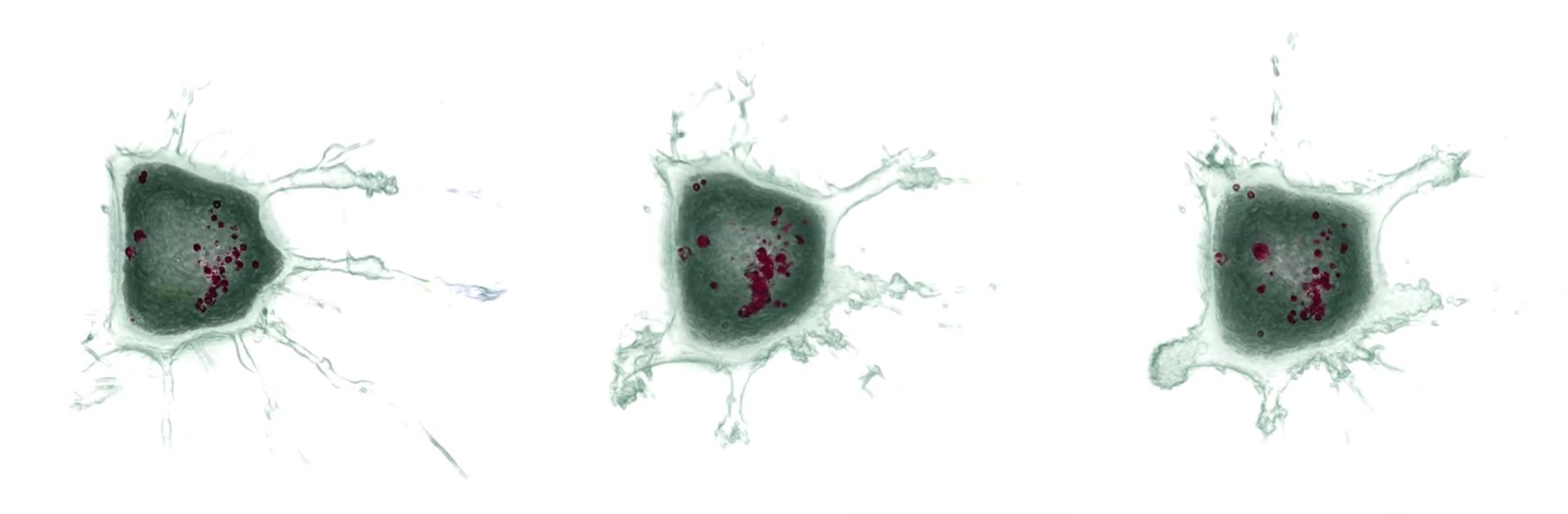 Cell Death