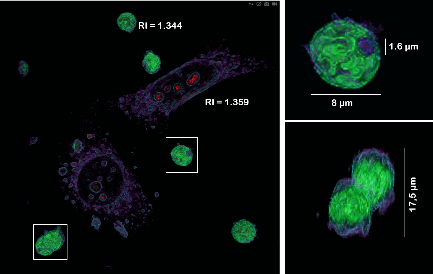 3D Cell Explorer Zoom-in Capabilities and X‐Y‐Z Measurements