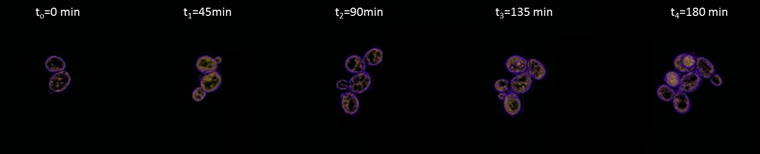 Yeast Time-Lapse Images