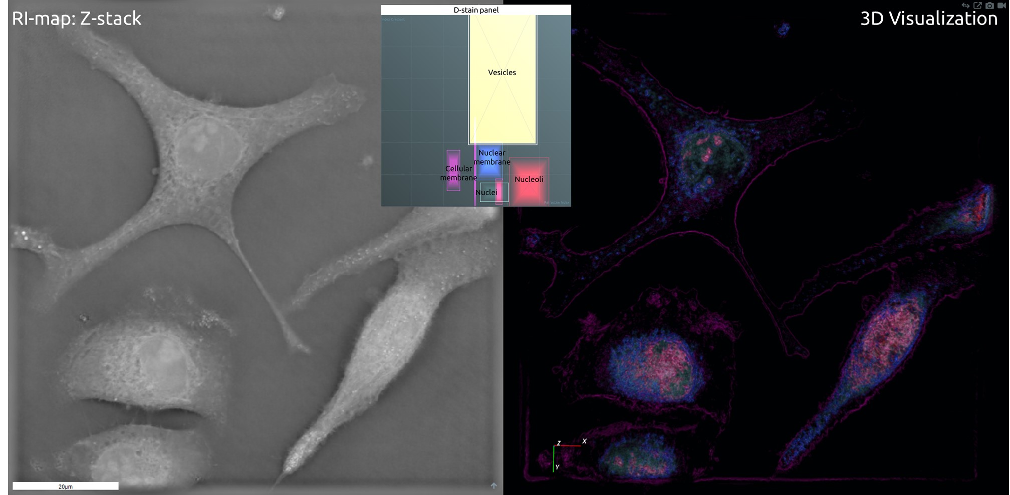Refractive Index Map of Z‐stack, and 3‐D Visualization of Digitally‐stained Vesicles, Cellular Membrane, Nuclear Membrane, Nuclei, and Nucleoli