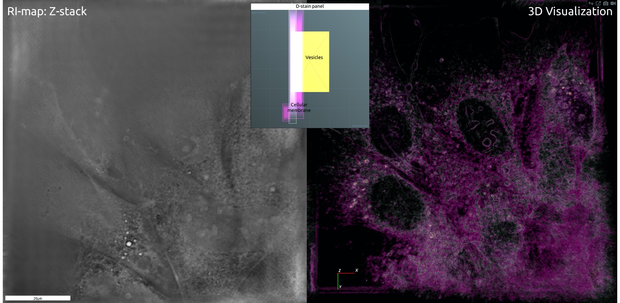 Refractive Index Map of Z‐stack, and 3‐D Visualization of Digitally‐stained Vesicles and Cellular Membrane