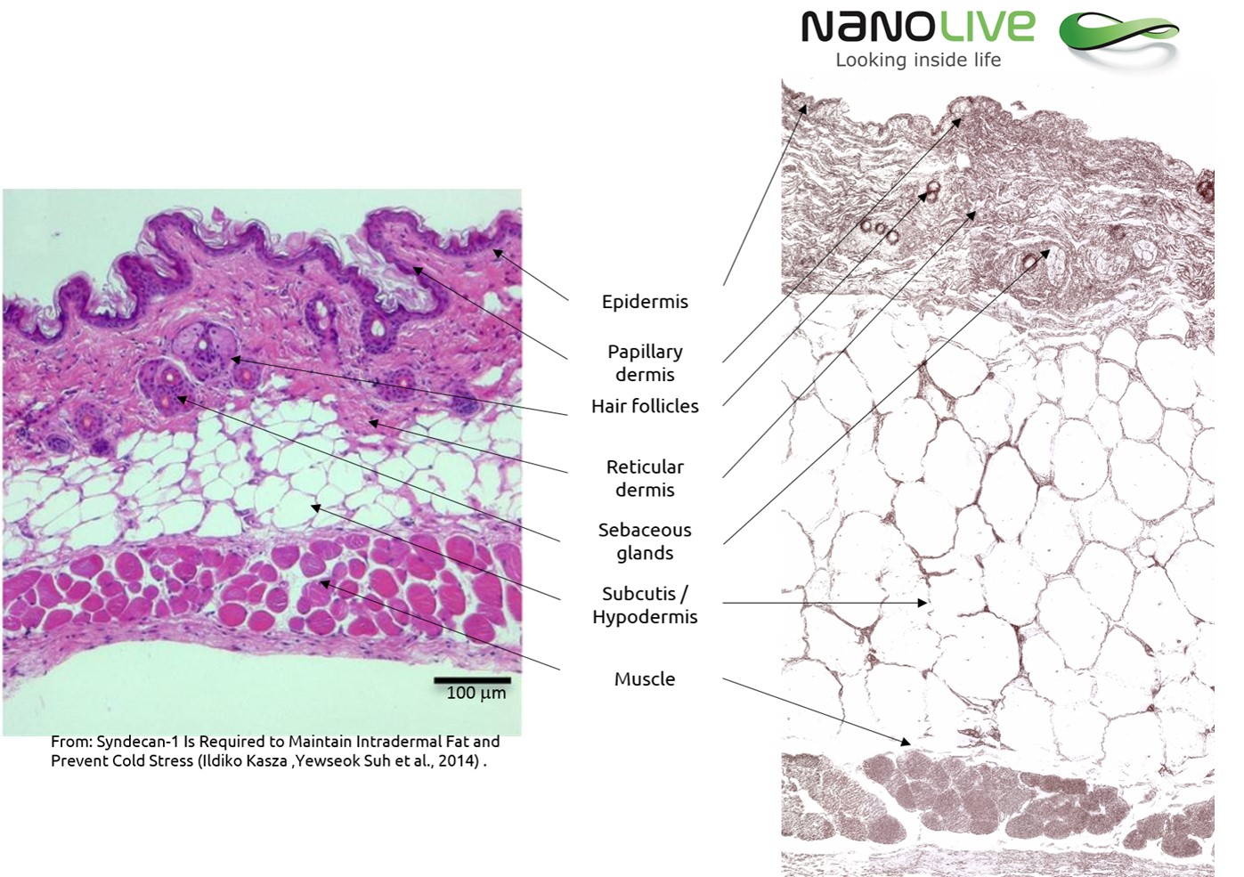 Tissue Cross-Section