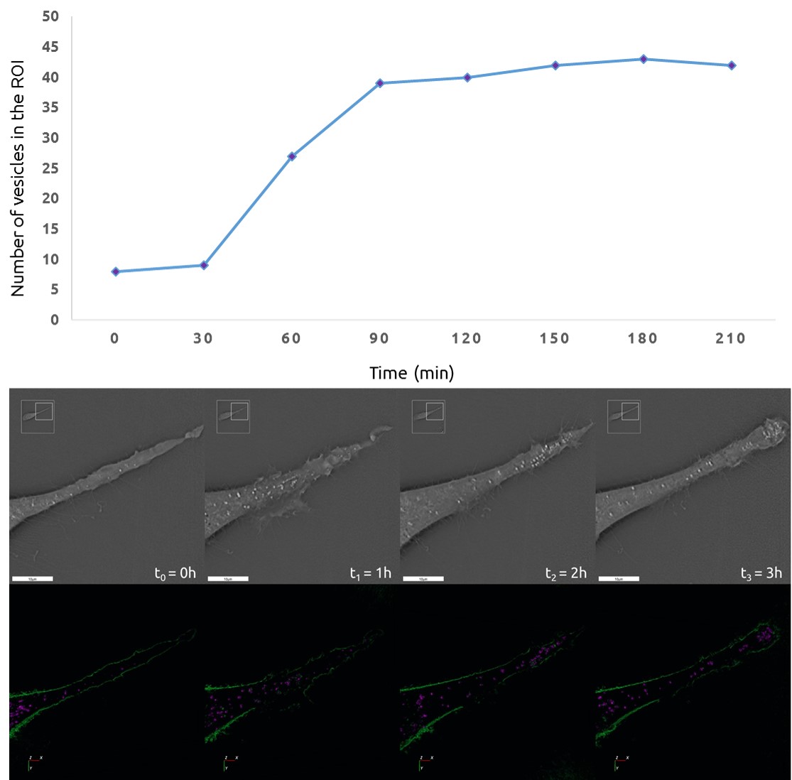 Sperm Cell Comparison