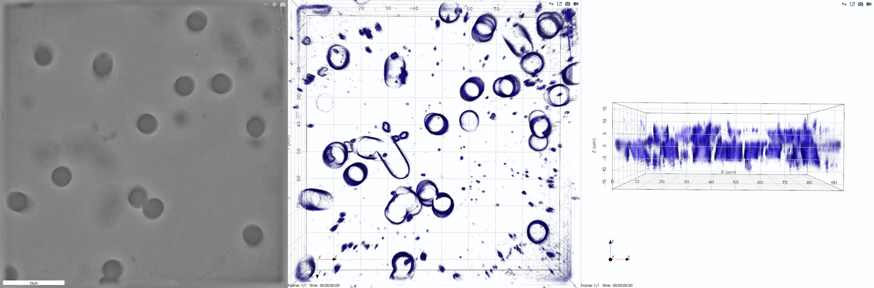 Polycarbonate Membrane