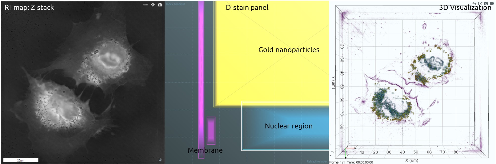 Nanoparticles within Cells as Visualized via 3D Cell Explorer
