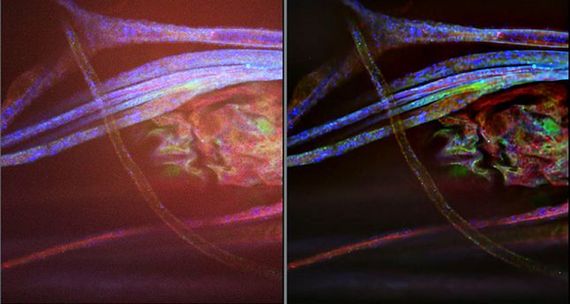 Multi‐color Drosophila Embryo